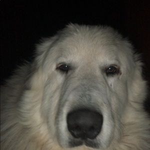 Meet your Posher, Carter